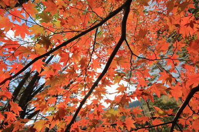 Low angle view of maple tree against orange sky