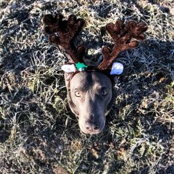 High angle portrait of dog on field