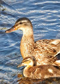 Close-up of duck swimming in lake