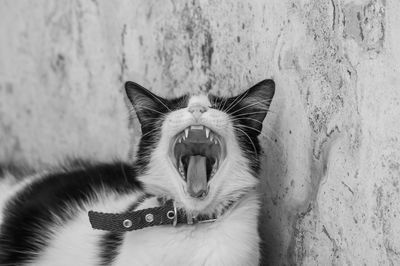 Close-up of yawning cat