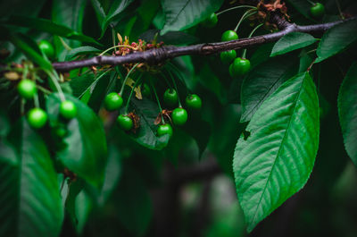 Close-up of berries on tree