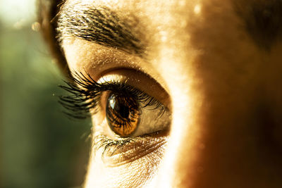 Close-up of human eye