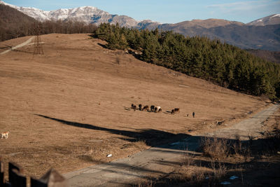 Scenic view of landscape