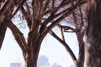 Close-up of bare tree in winter