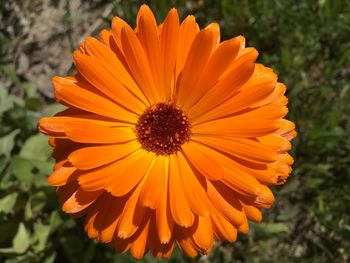 Close-up of orange flower