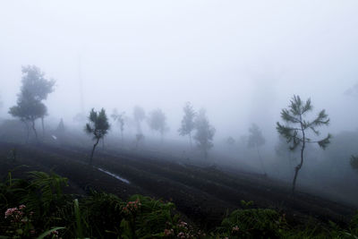 Trees on landscape against sky