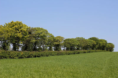 Trees growing on field against clear sky