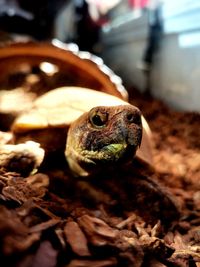Close up of russian tortoise 