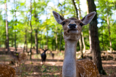 Close-up of deer
