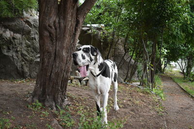 Dog in a tree