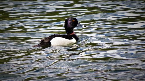 High angle view of duck swimming in lake