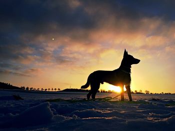 Dog on snow covered land against sky during sunset