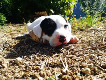 Close-up portrait of dog on field