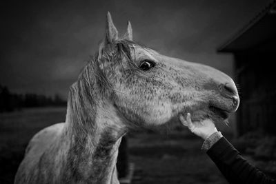 Close-up of horse