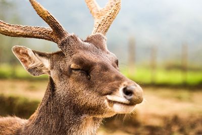 Close-up of stag with eyes closed on field