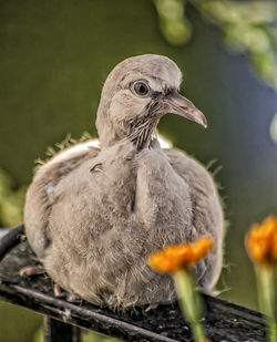 Close-up of bird perching outdoors