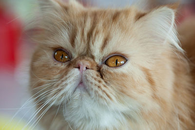 Close-up portrait of cat