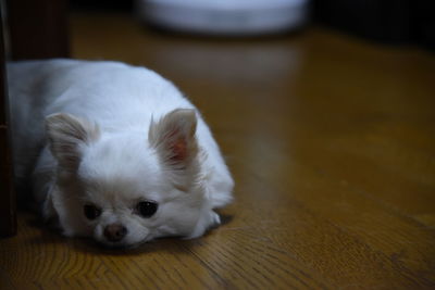 Close-up of a dog lying down on hardwood floor