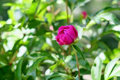 Close-up of pink rose flower