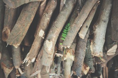 Full frame shot of tree trunk in forest