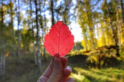 Close-up of person holding maple leaf