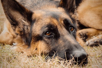 Close-up of dog lying on grass