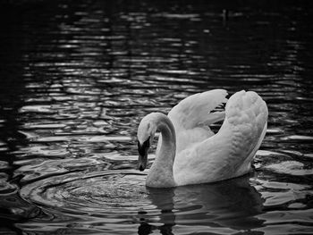 Swan swimming in lake