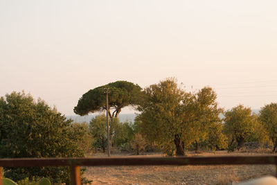 Trees on landscape against clear sky