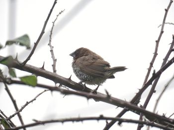 Low angle view of bird perching on branch
