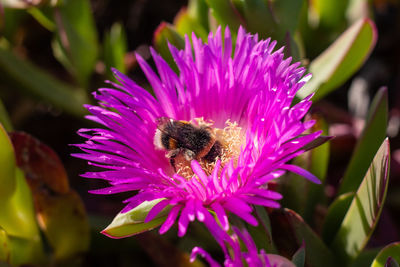 Close-up of bee pollinating on pink flower