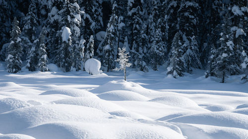 Small frozen tree catching early morning light on the pile of fresh snow, centered, yoho np, canada