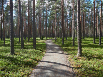 Footpath amidst trees in forest