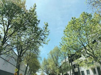 Low angle view of trees against sky