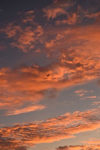 Low angle view of bird flying against orange sky