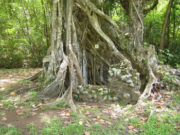 Trees in forest