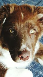 High angle portrait of dog