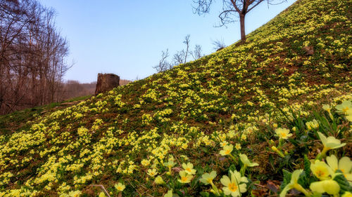 Low angle view of yellow flowers against clear sky