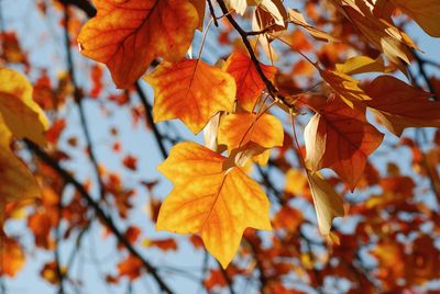 Close-up of maple leaves on tree