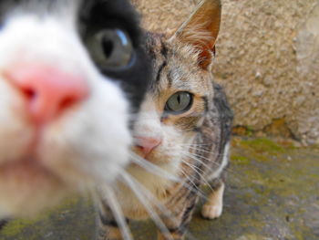 Close-up portrait of cat