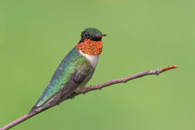 A ruby-throated hummnigbird perched on a branch