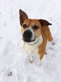 Dog on snow covered land