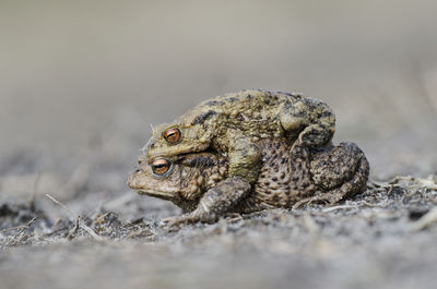 Two toads in amplex walking seen from the side