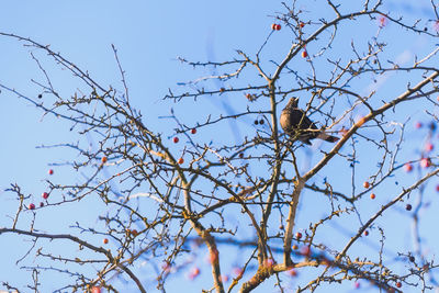 Low angle view of bird perching on tree