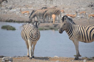 Zebras by the lake