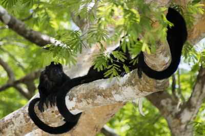 Close-up of lizard on tree trunk