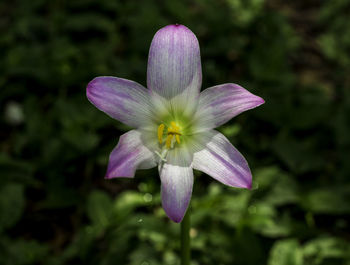 Close-up of purple flowers blooming outdoors