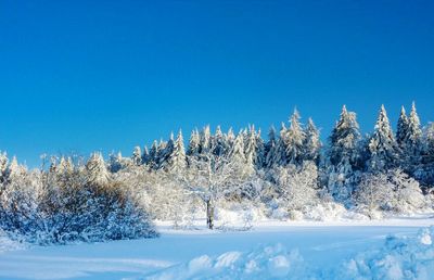 Trees on snow covered landscape against clear blue sky