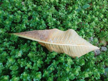 High angle view of food on plant