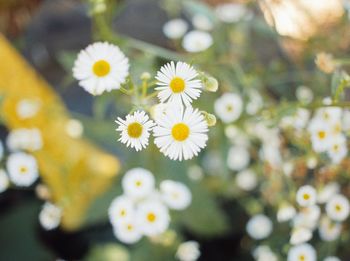 Close-up of white daisy flowers