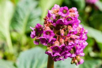 Close-up of pink flowering plant